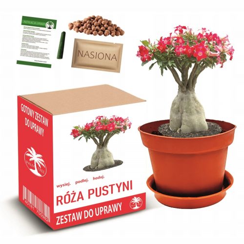  DESERT ROSE set za uzgoj bonsaija cvjetnog stabla