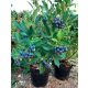  Sadnice borovnica i Early Blue borovnica u posudi 1-2l 15-20 cm