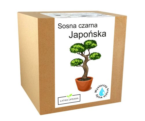  Komplet za uzgoj bonsaija japanskog crnog bora