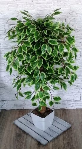 Umjetno stablo Ficus Benjamina, 100 cm, cvijet