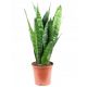  Sansevieria Zeylanica Sansevieria Zmijska biljka