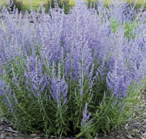  Lavanda ljubičasta, plava sadnica u posudi 1-2l 5 cm