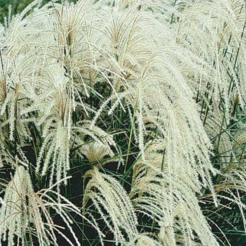  Kineski miscanthus MEMORY HUGE SEEDING, jedinstveni bijeli cvatovi, OTPORAN