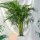  Areca areca - dypsis lutescens ZELENA PALMA XL