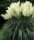  Pampas Grass Witte Pluim 2L WHITE PLUME