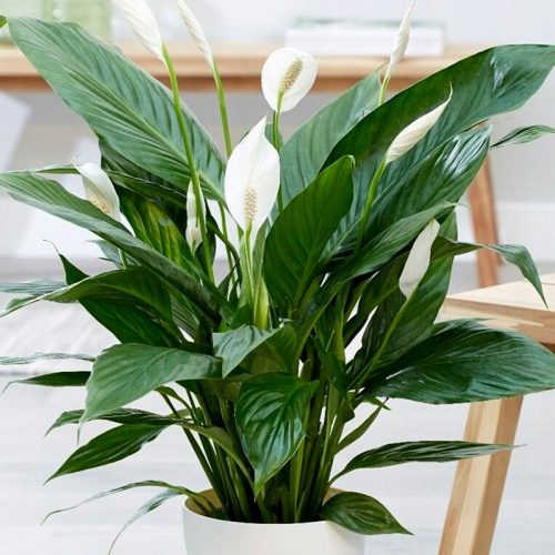  Sadnica Spathiphyllum Alana u posudi od 0,5-1l