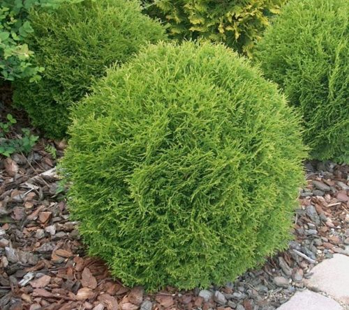  THUJA DANICA THUJA kuglasta gusta kuglasta posuda za cvijeće