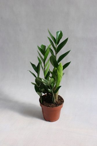  ZAMIOCULCAS (ZAMIOCULCAS) JAKO LIJEPO