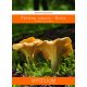  Micelij Chanterelle mycorrhiza