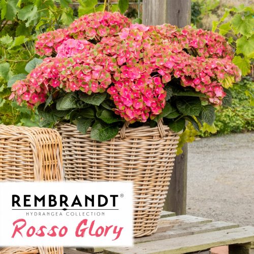  GARDEN HYDRENSION REMBRANDT ROSSO GLORY ~ 3 god