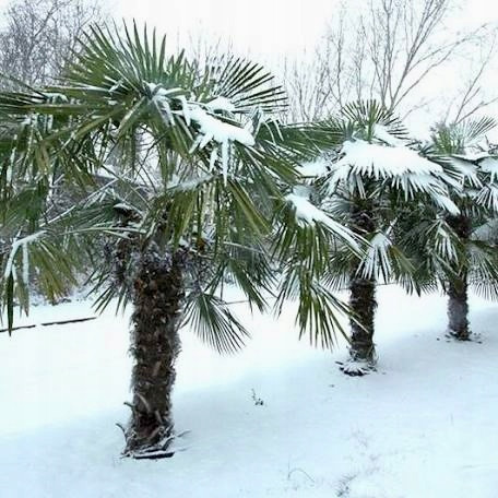  Trachycarpus Fortunei sjeme Poljska