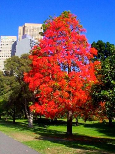  Američka amberberry Liquidambar ŠarenoU jesen