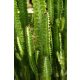  Euphorbia Trigona Trorebrasta mlječika