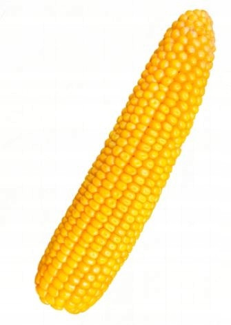  Corn Legion sjemena silaža zrna FAO 260