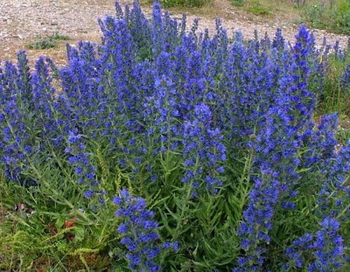  Echium sjemenke 100 g