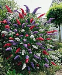  Tricolor buddleia TRIKOLOR - PREMIUM SJETVE