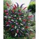  Tricolor buddleia TRIKOLOR - PREMIUM SJETVE