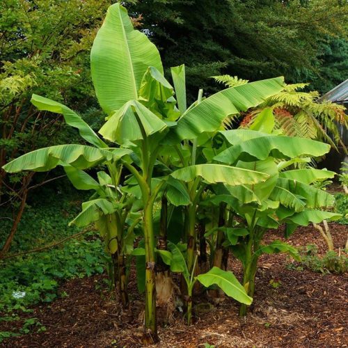  BANANA TREE MUSA BASJOO BRZO RASTEĆA SJEDNICA