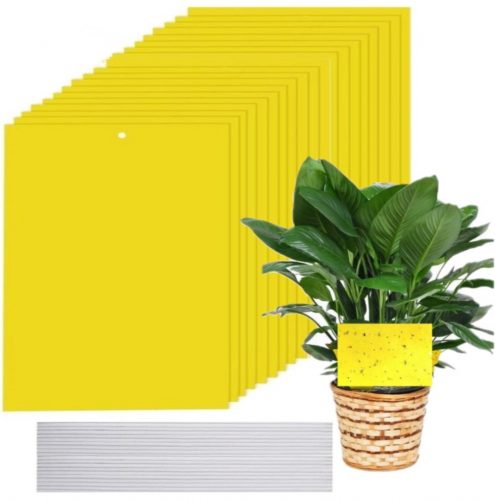  Sticky Veleprodaja Prima sticky potted yellow 10 kom.