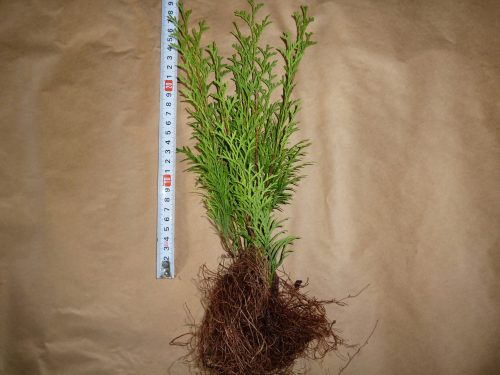  THUJA EMERALD SMARAGD SJEDNE 30CM-PLN 200/100 KOM