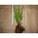  THUJA EMERALD SMARAGD SJEDNE 30CM-PLN 200/100 KOM