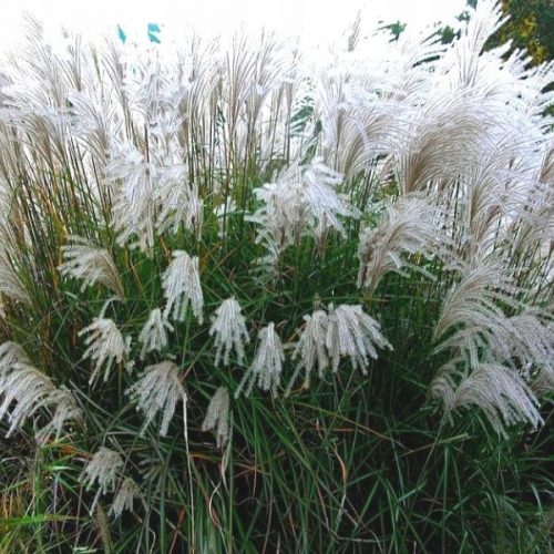  Miscanthus KLEINE SILBERSPINNE Sadnica u posudi od 2l