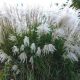  Miscanthus KLEINE SILBERSPINNE Sadnica u posudi od 2l