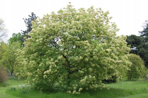  MANN JASEN - FRAXINUS ORNUS SJETVE P9