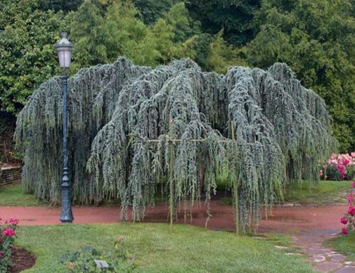  Sadnice libanonskog cedra Glauca Pendula P9