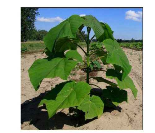 PAULOWNIA OXYGEN TREE NAJBRŽE RASTOĆE SJEDNICE SJEMNICE