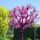  P11 KANADSKI JUDASES CERCIS CANADENSIS