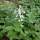  Catnip Faassena White Flowers Large Seedling