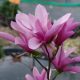  Magnolije i tulipani, roze, sadnica u posudi od 1-2l, 30-50 cm