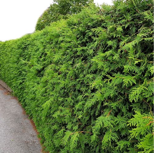  Thuja BRABANT brza živica 60/80cm pakiranje 25 kom