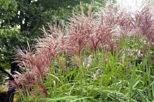  MISCANTHUS KINESKI FLAMINGO PAKIRANJE OD 5 kom