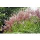  MISCANTHUS KINESKI FLAMINGO PAKIRANJE OD 5 kom