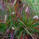  JAPANESE BURGUNDY BUNNY GRASS PAKIRANJE OD 5 kom