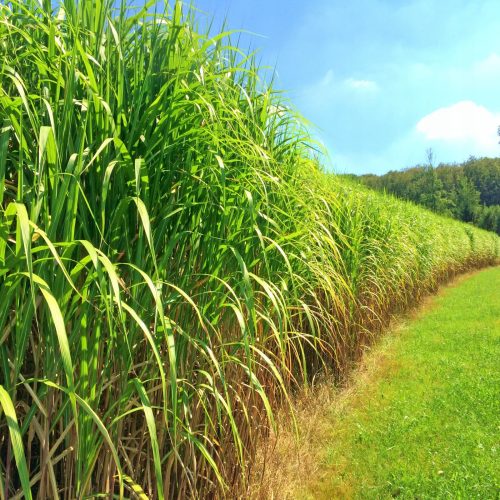  MISCANTHUS GIGANTEUS TRAVA 5 KOM