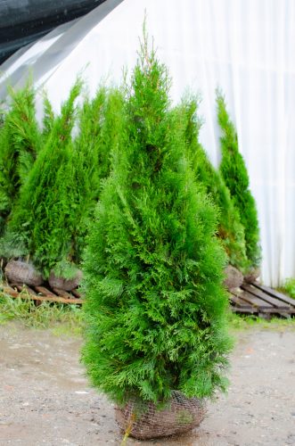  Thuja EMERALD Thuja Smaragd 180-200cm Najljepša DOSTAVA BESPLATNA