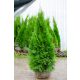  Thuja EMERALD Thuja Smaragd 180-200cm Najljepša DOSTAVA BESPLATNA