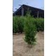  Thuja BRABANT Thuja Brabant 180-220cm Drvo Sadnica BESPLATNA DOSTAVA