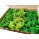 Reindeer Crab Moss 3 boje MIX Premium