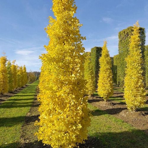  Ginkgo biloba FASTIGIATA Sadnica ginka stupa u posudi