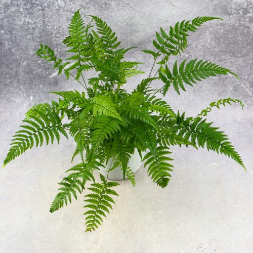  Kineska paprat (Polystichum tsus-simense) Azijska paprat MIKROKLIMA