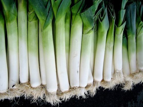  Poriluk sadnice Jolant Leeks 25 kom