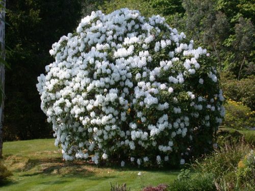  Sadnice bijelih rododendrona i azaleja u posudi od 0,5-1l 30-40 cm