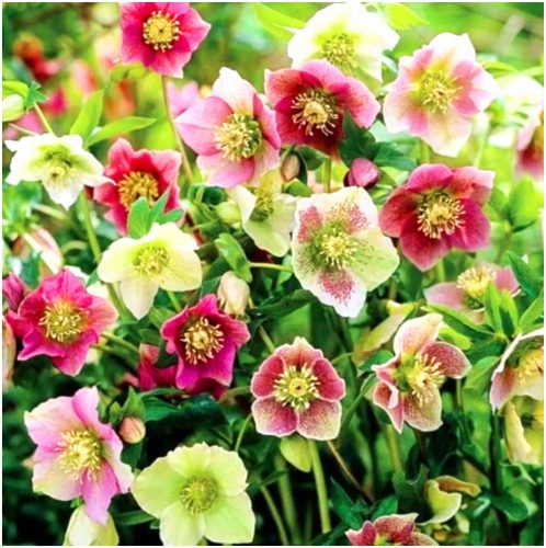  HELLEBORUS MIX sadnice 3 kom + GRATIS