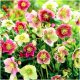  HELLEBORUS MIX sadnice 3 kom + GRATIS