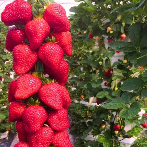  Šumske jagode i jagode Jagoda Selva NAJSLAĐA PENJAČICA VISEĆA REPECIRAJUĆA VELIKA SJEDNICA 10 kom sadnica golog korijena 5-10 cm