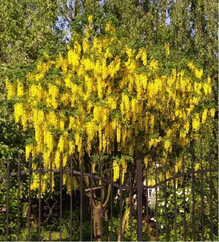  Laburnum Vossia zlatna kiša najveći cvijet do 50 cm dug S PUPULJKIMA